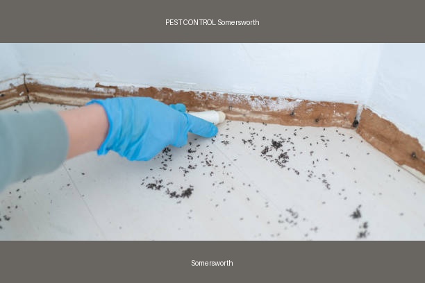 PEST CONTROL Somersworth